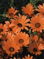 Foto Dimorphoteca sinuata