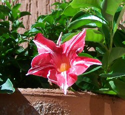 Rampicanti Mandevilla, Dipladenia