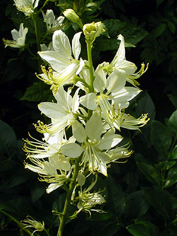 Photos Dictamnus albus - Gasplant