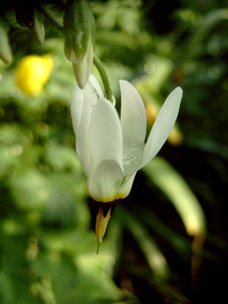 Photos Dodecatheon meadia - 