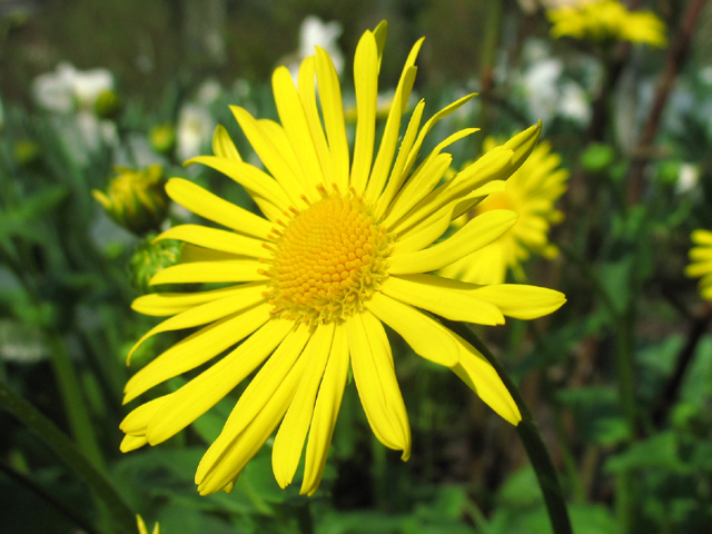 Photos Doronicum caucasicum - Great false leopardbane