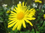 Fotos Doronicum caucasicum