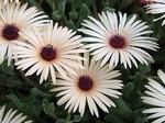 Dorotheanthus bellidiformis - Mittagsblume