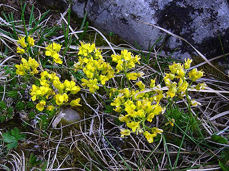 Photos Draba aizoides - 