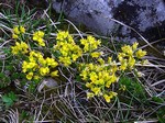 Photos Draba aizoides