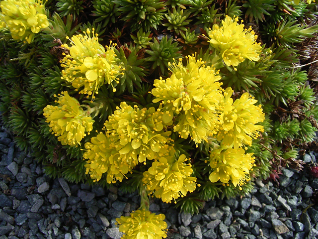 Photos Draba borisii - 