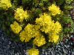Photos Draba borisii