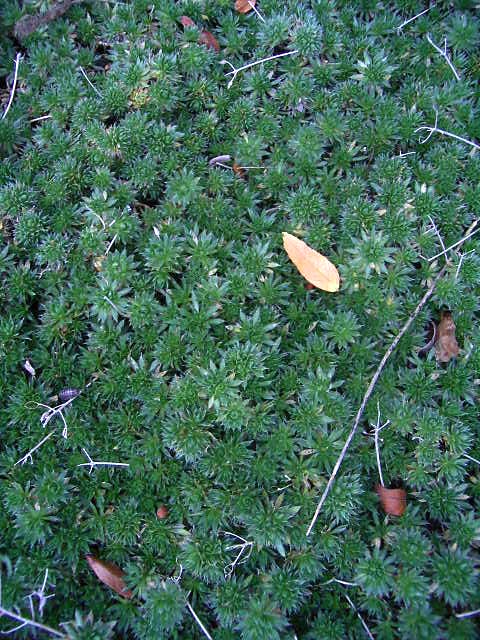 Photos Draba bruniifolia - 