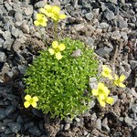 Photos Draba bryoides
