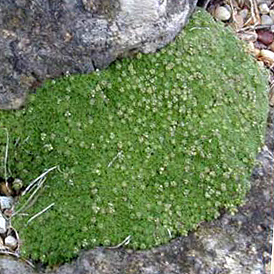 Photos Draba digranoides - 