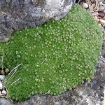 Photos Draba digranoides