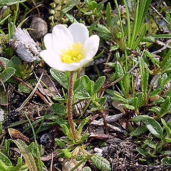 Photos Draba drovrensis - 