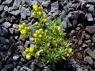 Photos Draba oligosperma - 