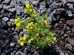 Photos Draba oligosperma