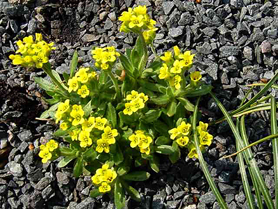 Photos Draba spectabilis - 