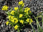 Photos Draba spectabilis