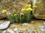 Photos Draba sphaerioides