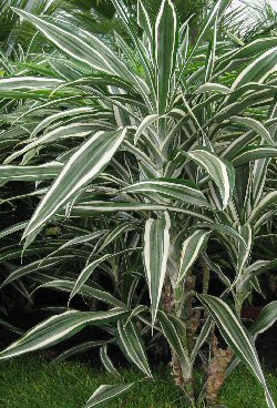 Dracaena