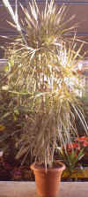 Dracaena marginata