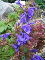Dracocephalum grandiflorum - Felsen-Drachenkopf