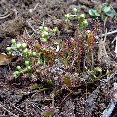 Photos Drosera anglica - 