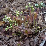 Photos Drosera anglica