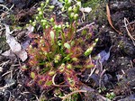 Photos Drosera rotundifolia