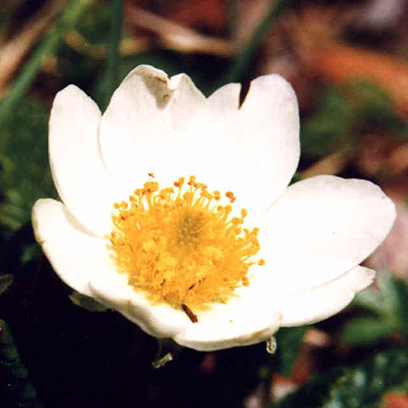 Fotos Dryas octopetala
