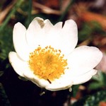 Dryas octopetala - Alpen-Silberwurz