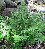 Photos Dryopteris carthusiana