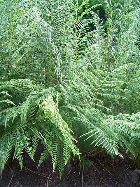 Photos Dryopteris dilatata - Male fern