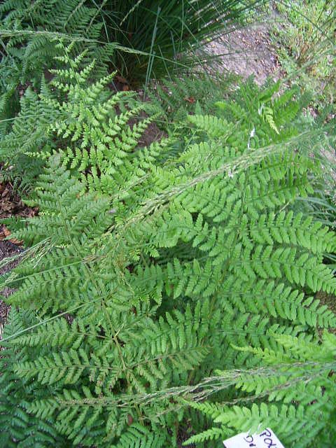 Photos Dryopteris dilatata - Male fern