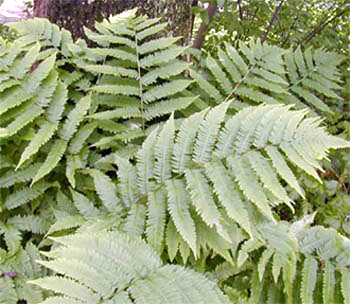 Photos Dryopteris goldiana - Male fern