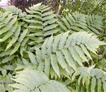 Photos Dryopteris goldiana