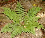 Photos Dryopteris spinulosa