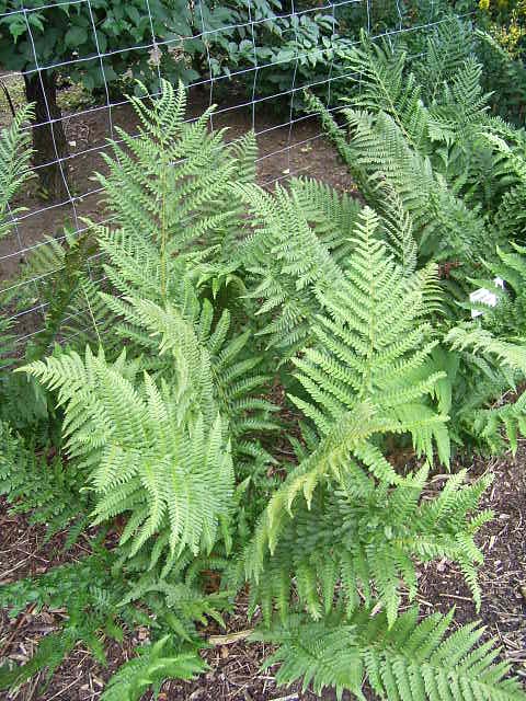 Photos Dryopteris filix-mas - Male fern