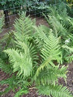 Photos Dryopteris filix-mas