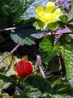 Photos Duchesnea indica