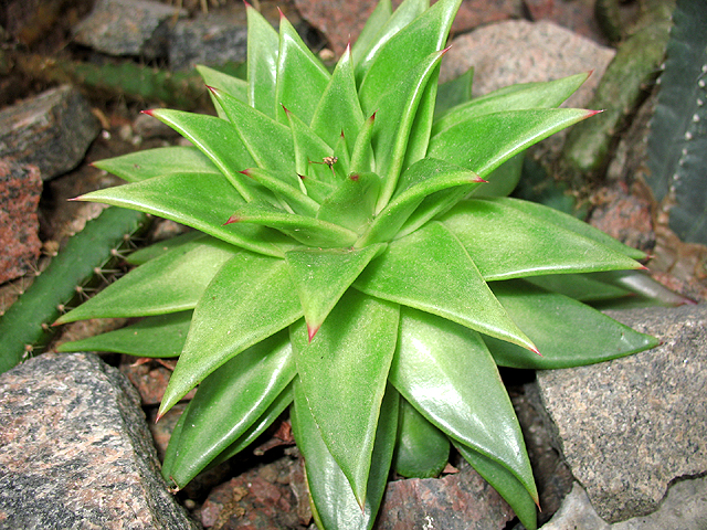 Photos Echeveria agavoides - 