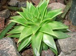 Photos Echeveria agavoides