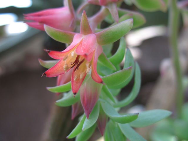 Photos Echeveria gigantea - 