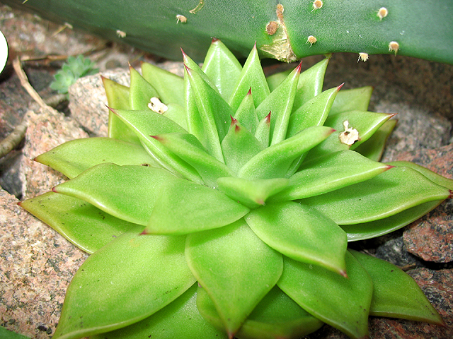 Photos Echeveria Hybride - 