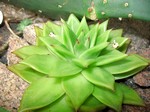 Photos Echeveria Hybride