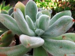 Photos Echeveria nodulos