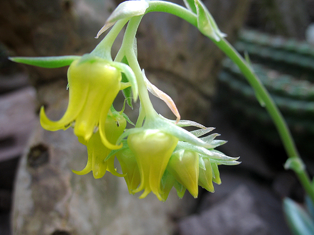 Photos Echeveria pulidonis - 
