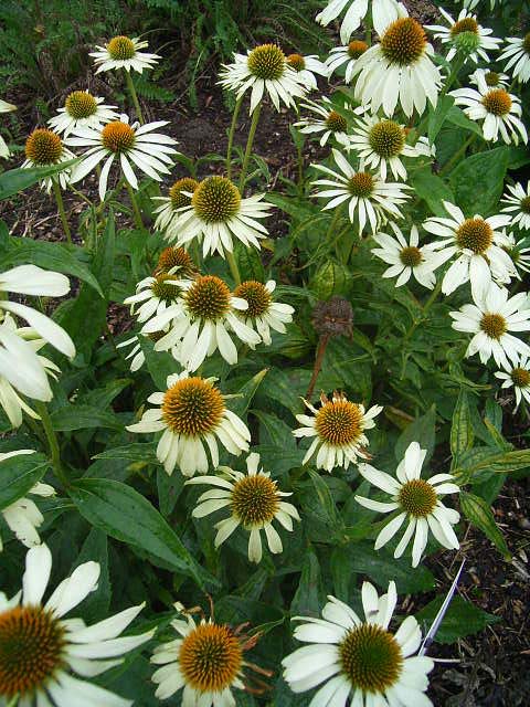 Fotos Echinacea purpurea - 