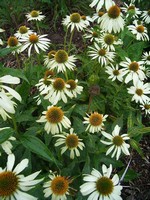 Echinacea purpurea - Wei�bl�hender Garten-Sonnenhut Alba