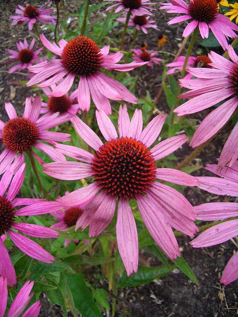Photos Echinacea purpurea - Cone flower