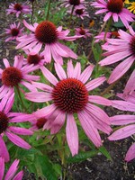 Echinacea purpurea - Rotbl�hender Garten-Sonnenhut Abendsonne