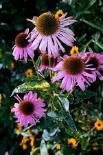 Photos Echinacea purpurea